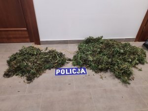 zabezpieczona marihuana