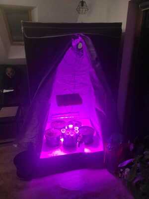 namiot z roślinkami marihuany