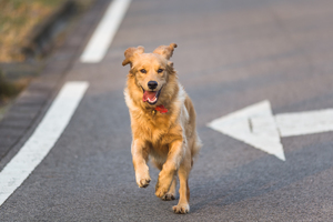 biegnący ulicą pies