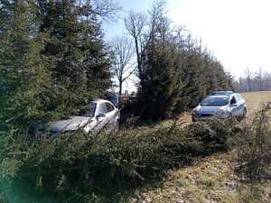 pojazd osobowy między świerkami