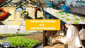 napis praca sezonowa ale nie przymusowa i zdjęcia osób wykonujących prace