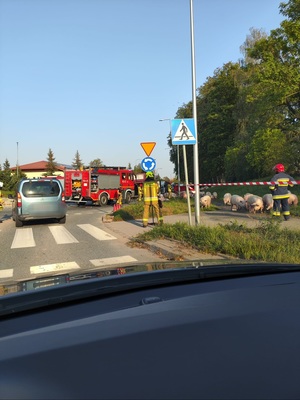 Wóz straży pożarnej a w tle przewrócona przyczepa i świnie