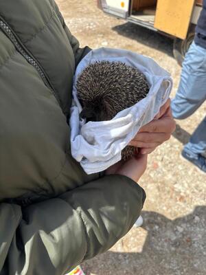trzymany na rękach jeż