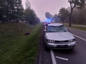 stojący na drodze samochód osobowy audi, za nim radiowóz policyjny z włączonymi sygnałami świetlnymi, na poboczu leży łoś