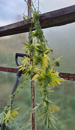 ścięty krzaczek marihuany